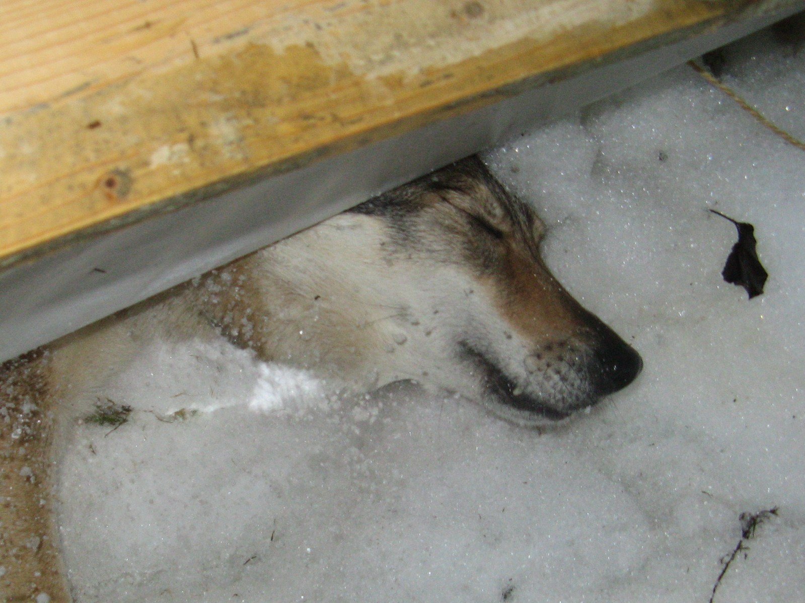 moord lila Rand Speciaal getrainde honden – Bassethoundclub.org